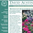David Austin propose un choix de rosiers impressionnant. Découvrez le Lady Emma Hamilton ou le Wild Edric et bien d'autres encore.